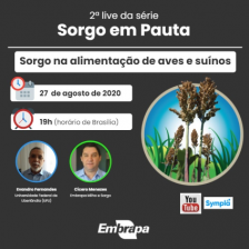 2º Live da Série Sorgo na Alimentação de aves e suínos